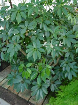 Arboricola